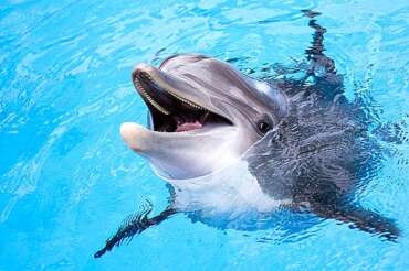 Dolphin Discovery Anguilla