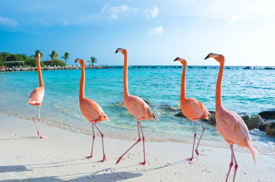 Ilha dos Flamingos Aruba